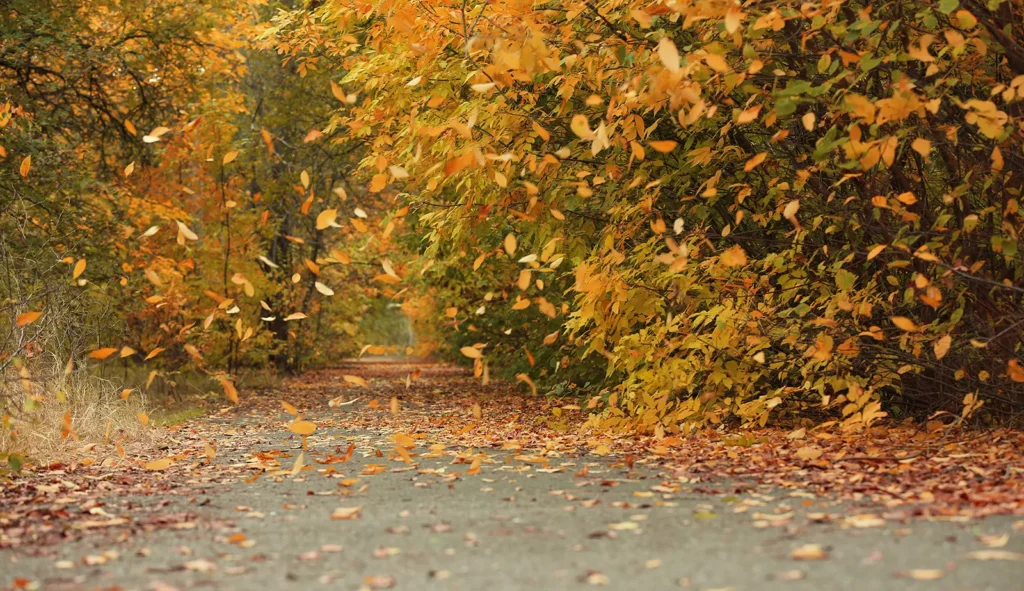 A path surrounded by trees with leaves blowing in the wind. This depicts the importance of Understanding Wind Uplift Ratings for Commercial Roofs